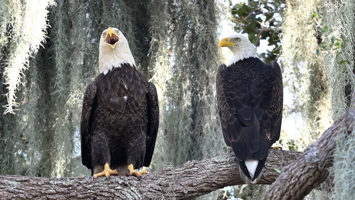 עיטם לבן-ראש - ML646848217