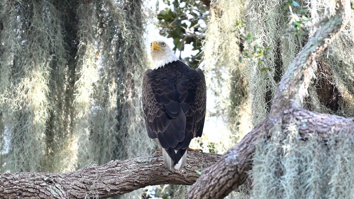עיטם לבן-ראש - ML646848218
