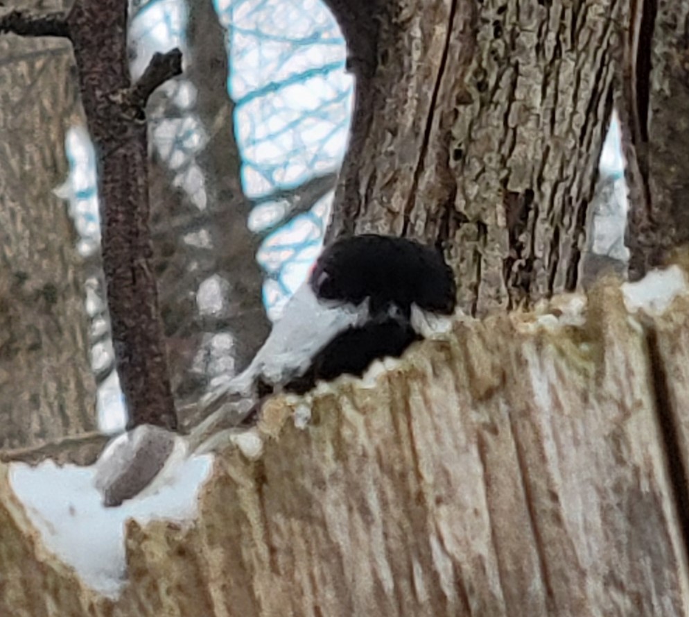 Black-capped Chickadee - ML646848219