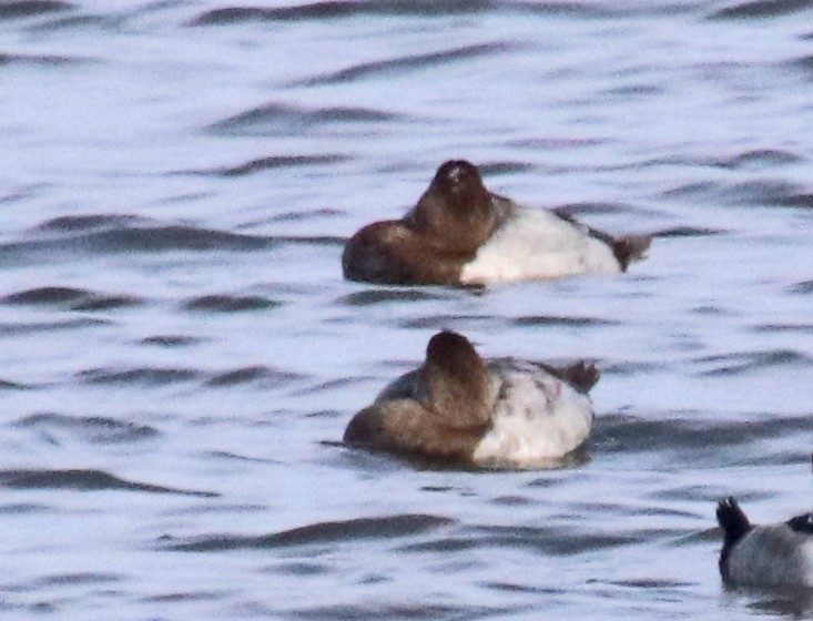 オオホシハジロ - ML646848224