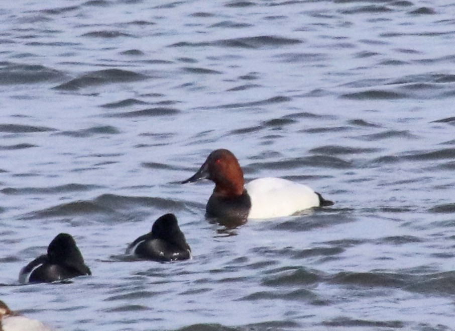 オオホシハジロ - ML646848225