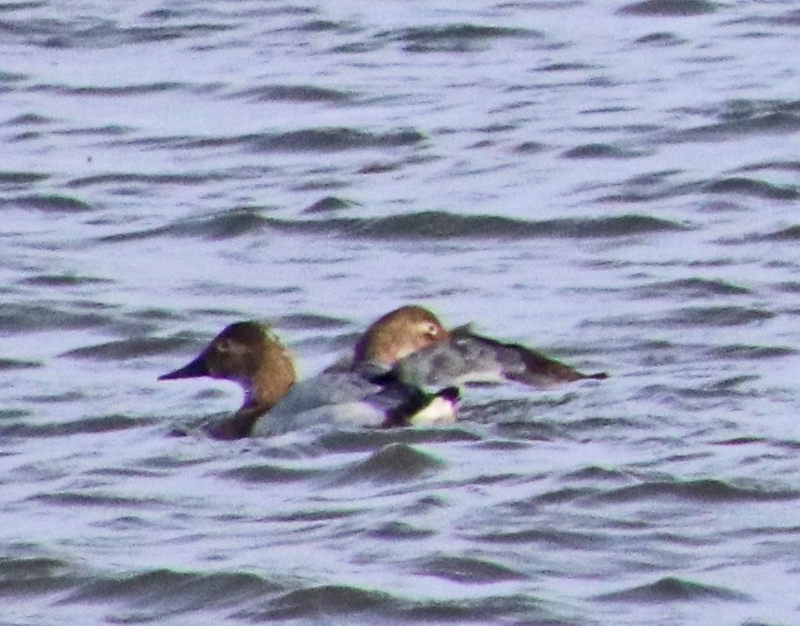 オオホシハジロ - ML646848226