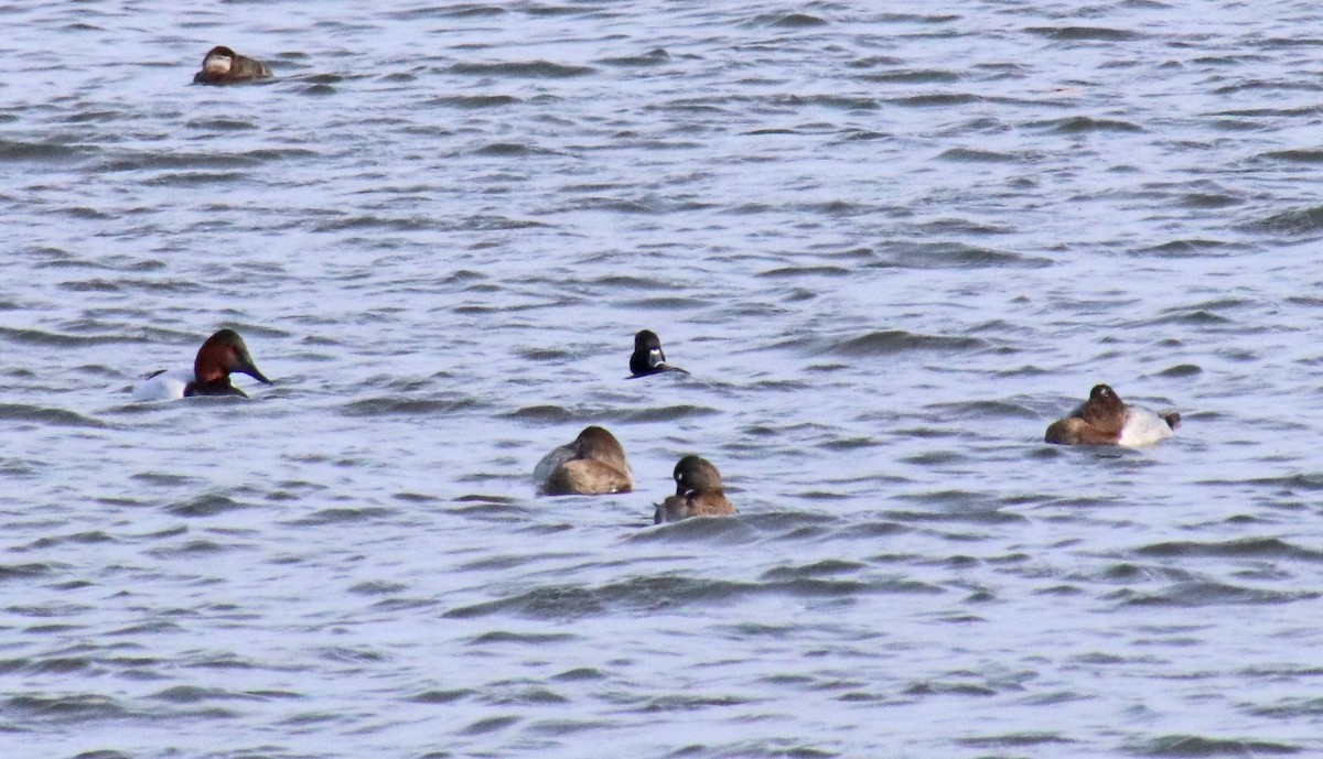 オオホシハジロ - ML646848227