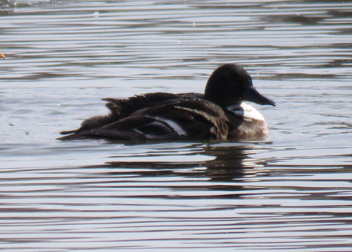 Ahate mokozabal zuria - ML646848228