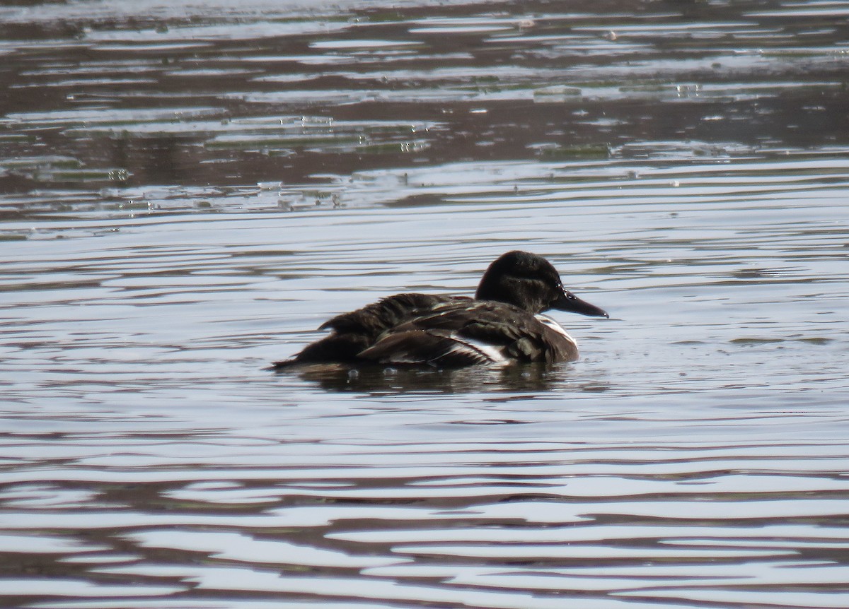 Ahate mokozabal zuria - ML646848229