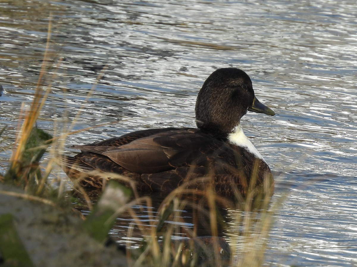 Mallard (Domestic type) - ML646848232