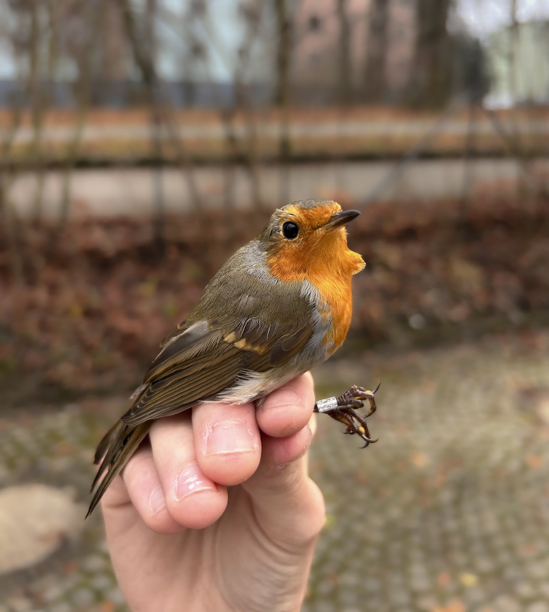 European Robin - ML646848235