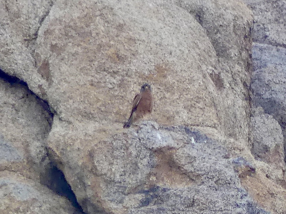 poštolka jihoafrická - ML646848236