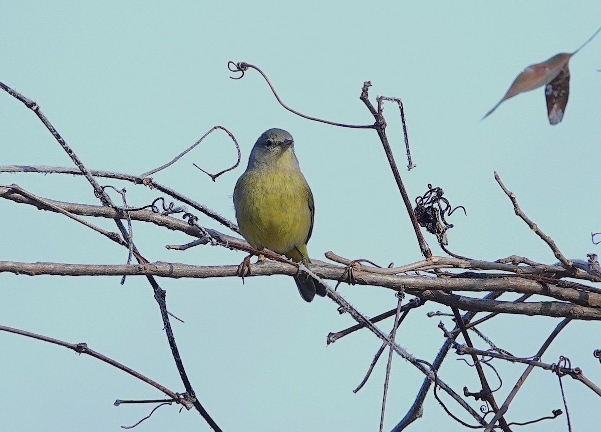 Orange-crowned Warbler - ML646848239