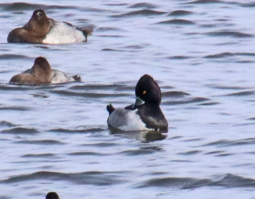 クビワキンクロ - ML646848240