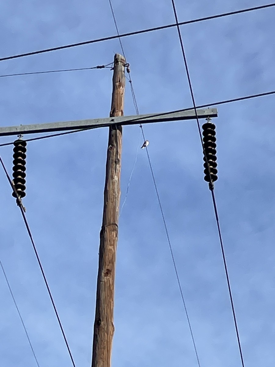 Воробьиная пустельга - ML646848244