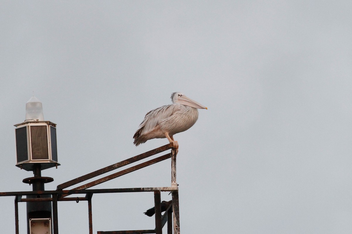 コシベニペリカン - ML646848245