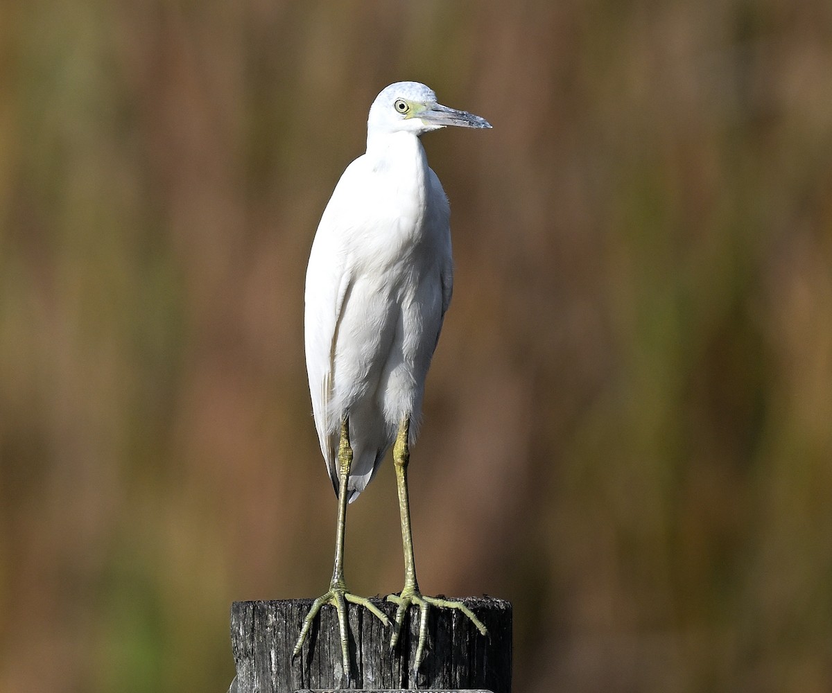 volavka modrošedá - ML646848248