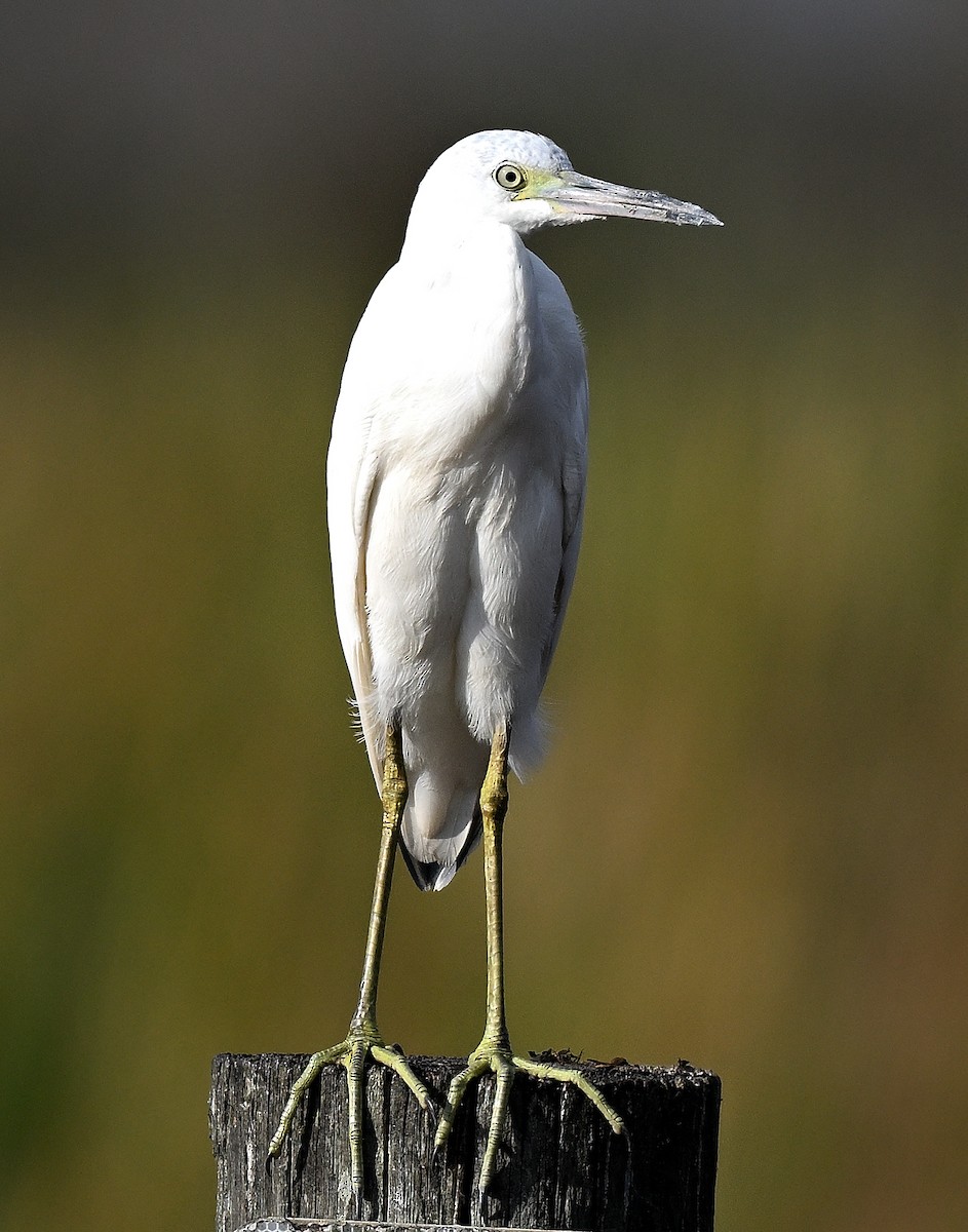 volavka modrošedá - ML646848250