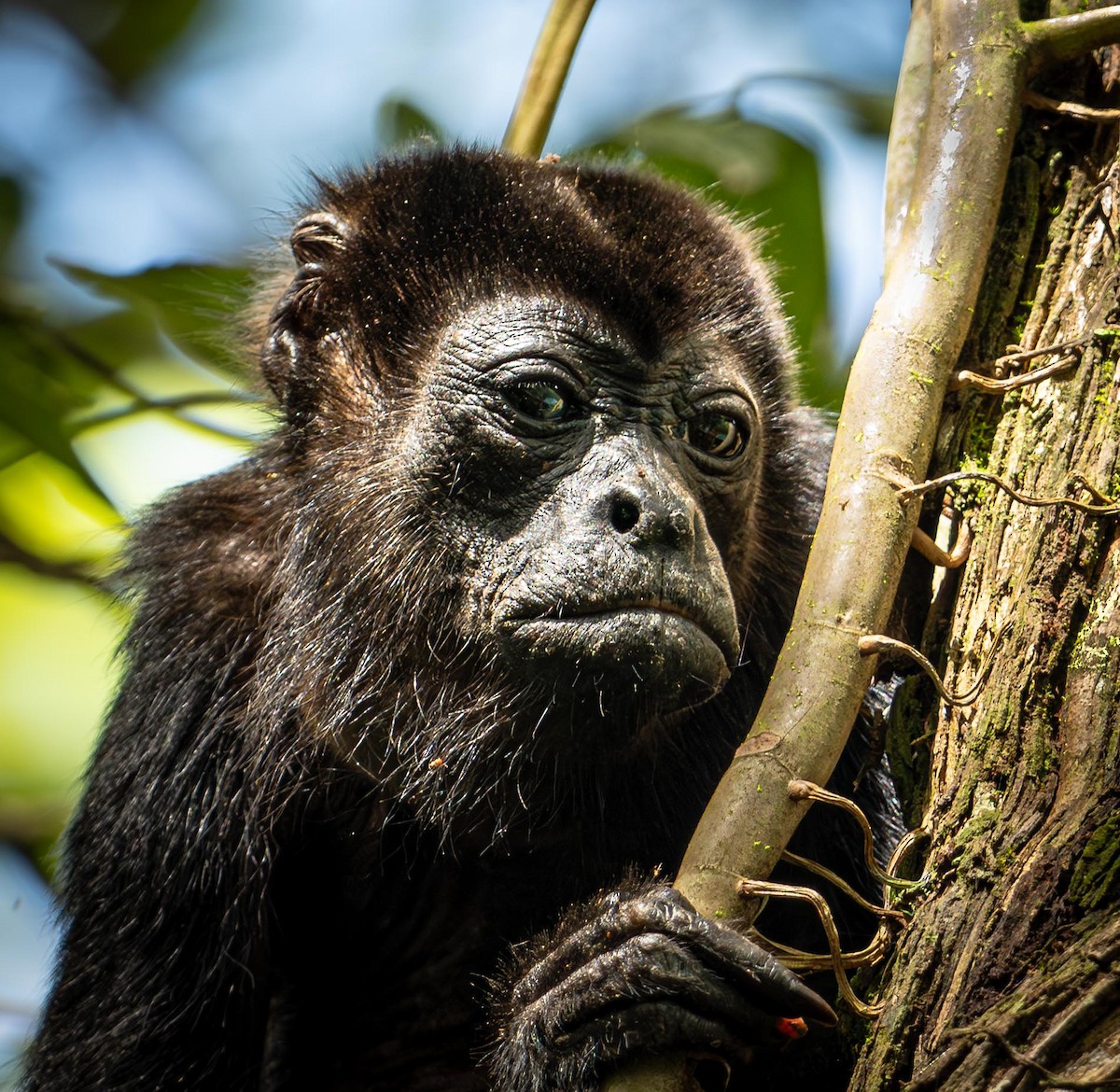 Howler Monkeys - ML646848251