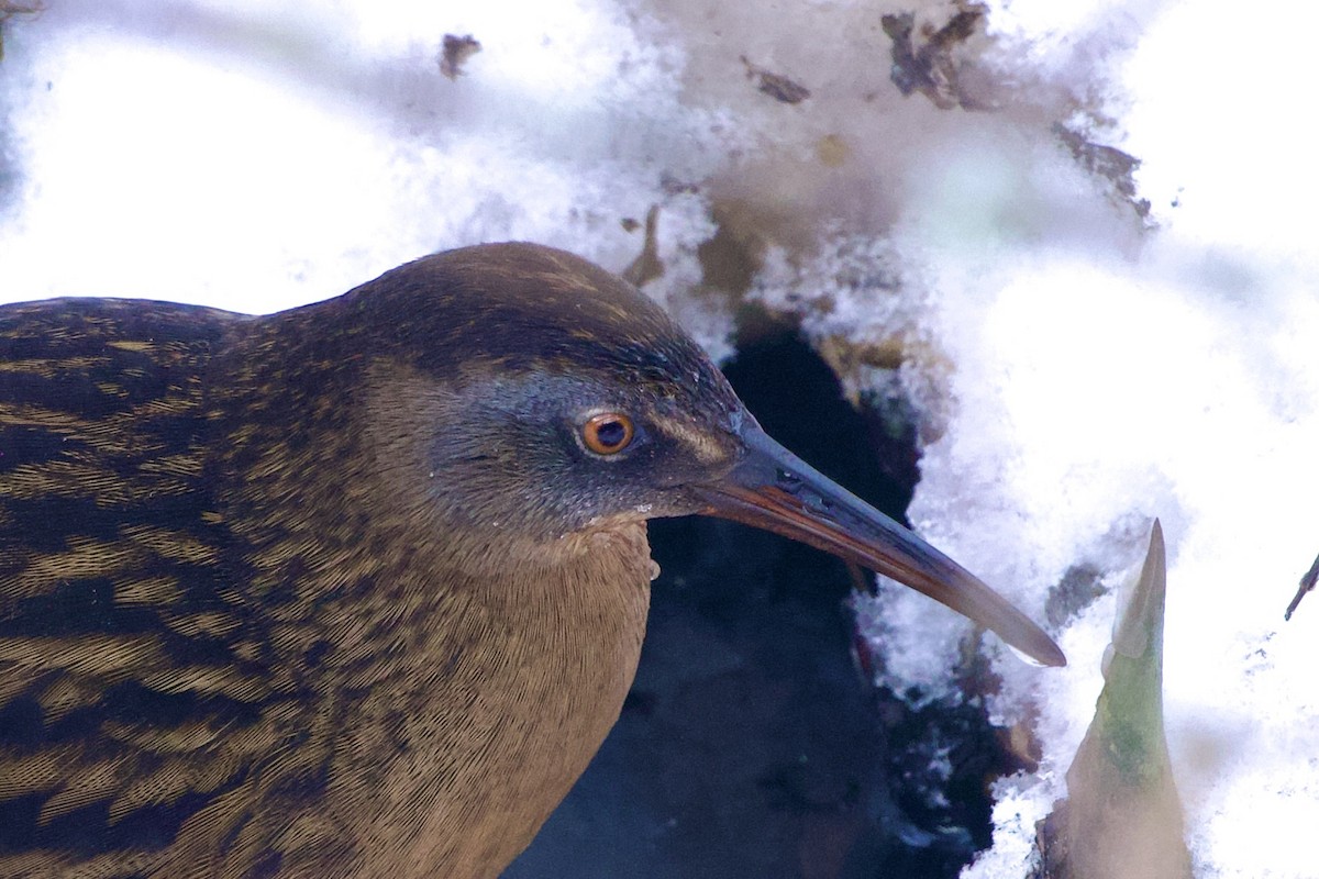 Râle de Virginie - ML646848253