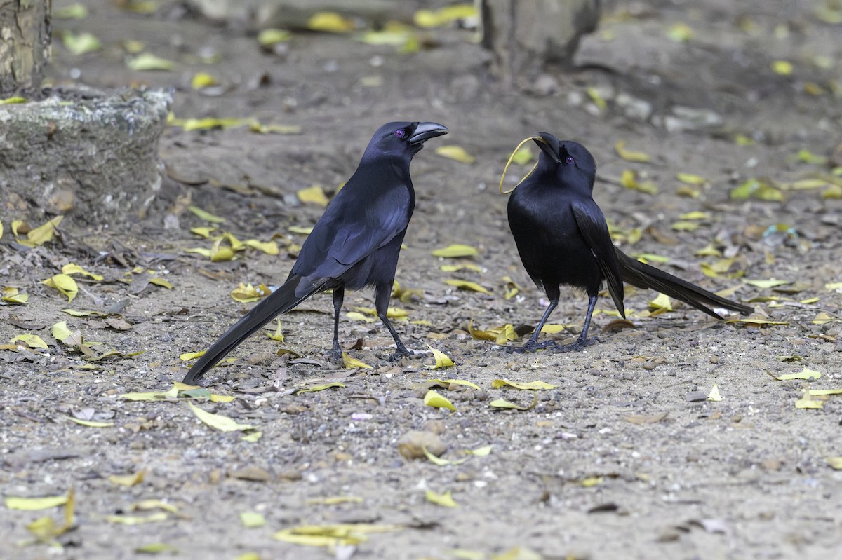 Piapiac - ML646848255