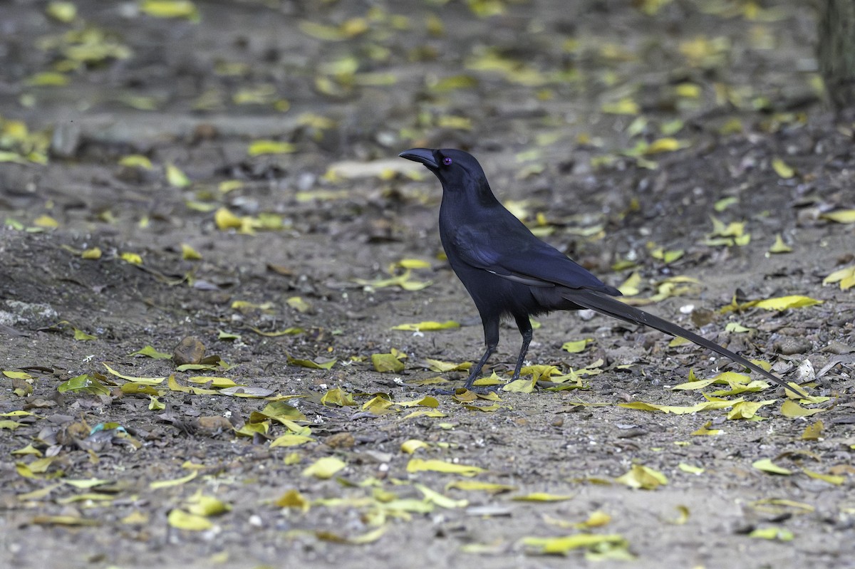 Piapiac - ML646848256