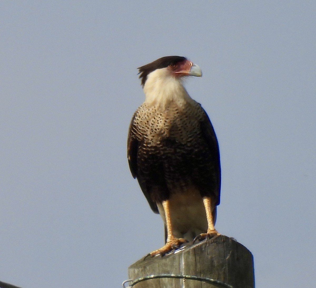 Crested Caracara - ML646848259