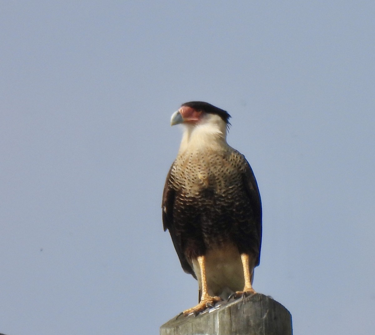 Crested Caracara - ML646848260