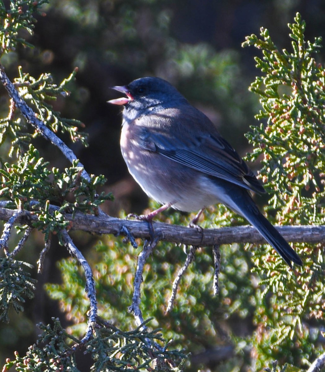 Dark-eyed Junco - ML646848261