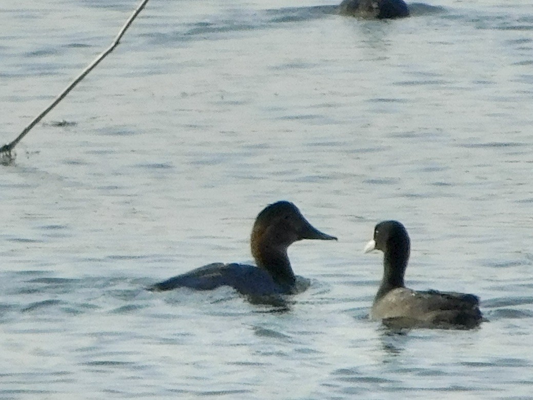 taffeland - ML646848266