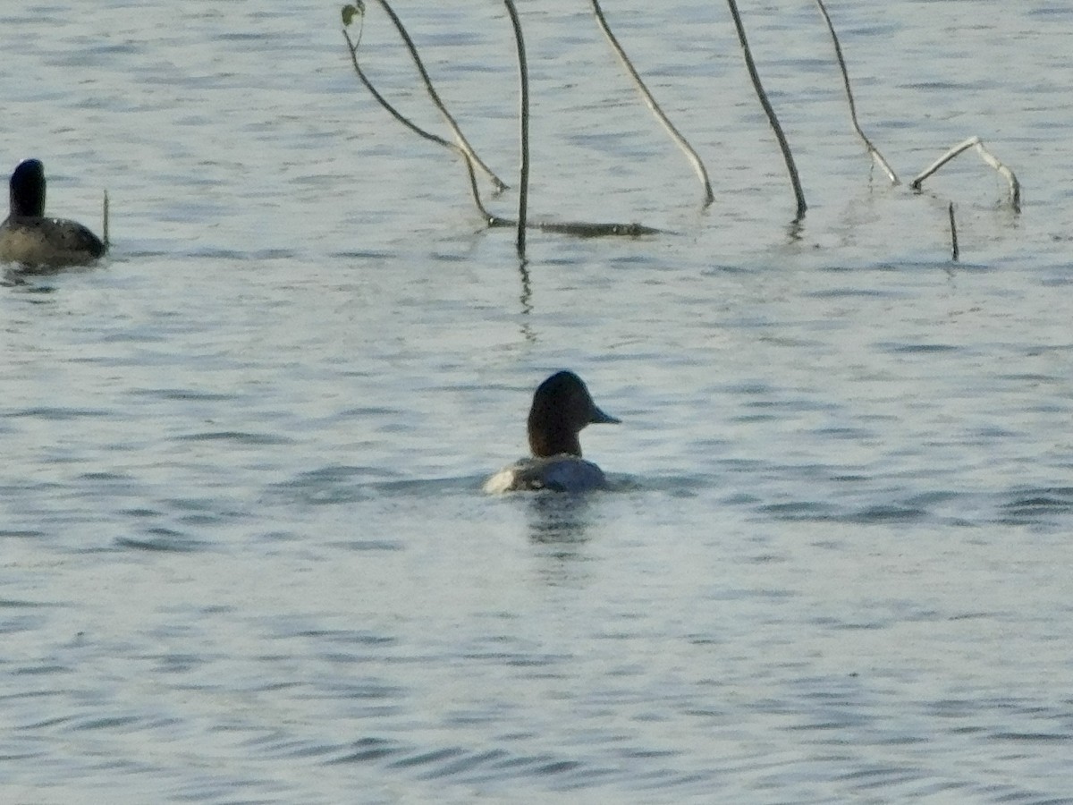 taffeland - ML646848267