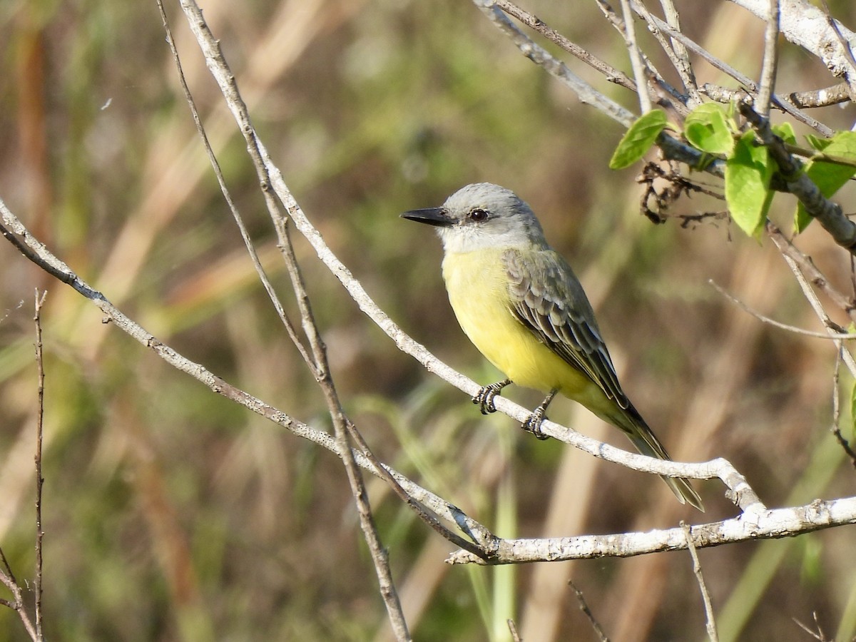 Tropical Kingbird - ML646848270