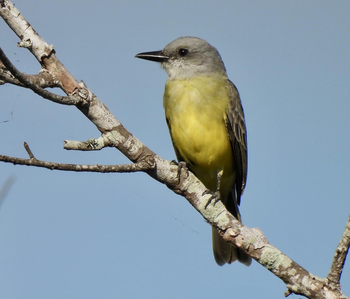 Tropical Kingbird - ML646848271