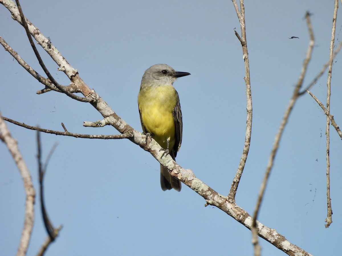 Tropical Kingbird - ML646848272