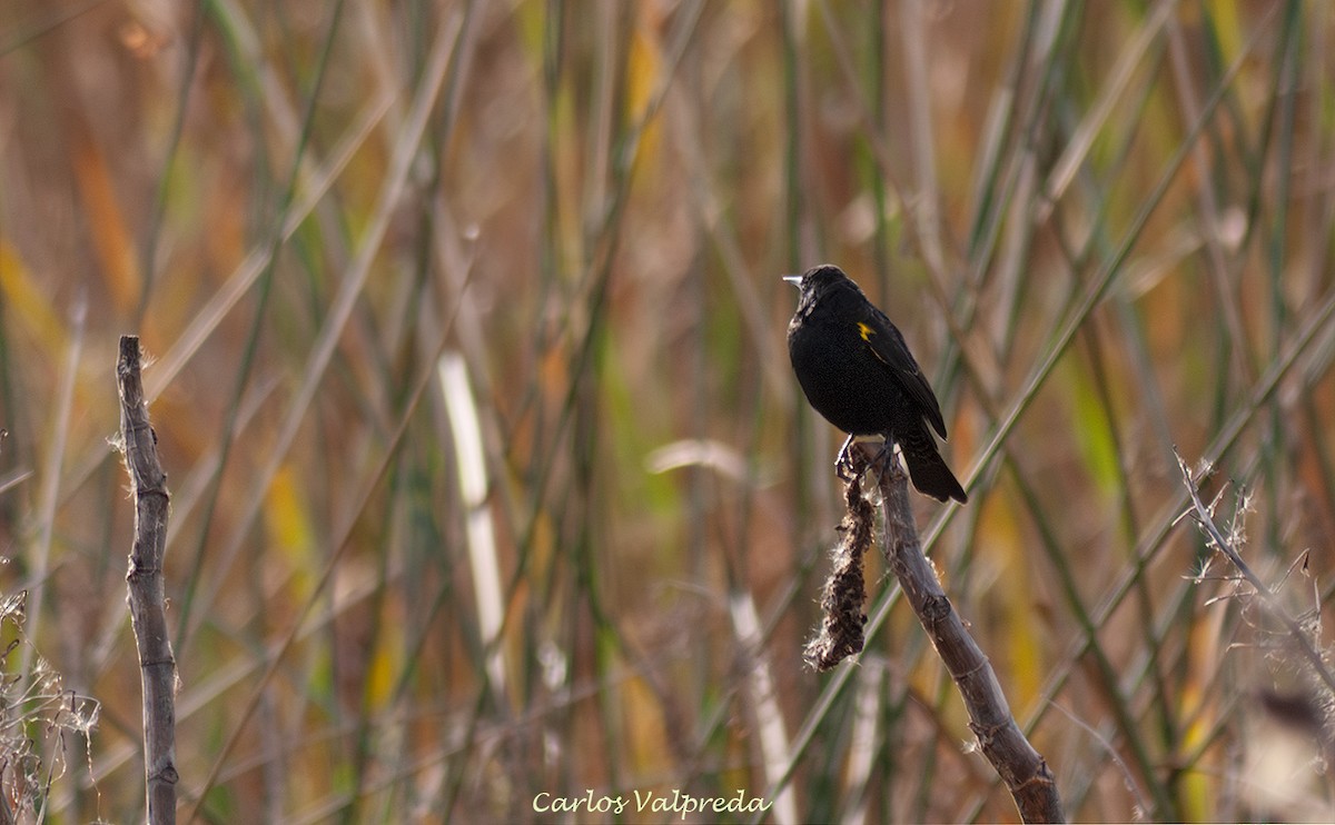 Yellow-winged Blackbird - ML646848277
