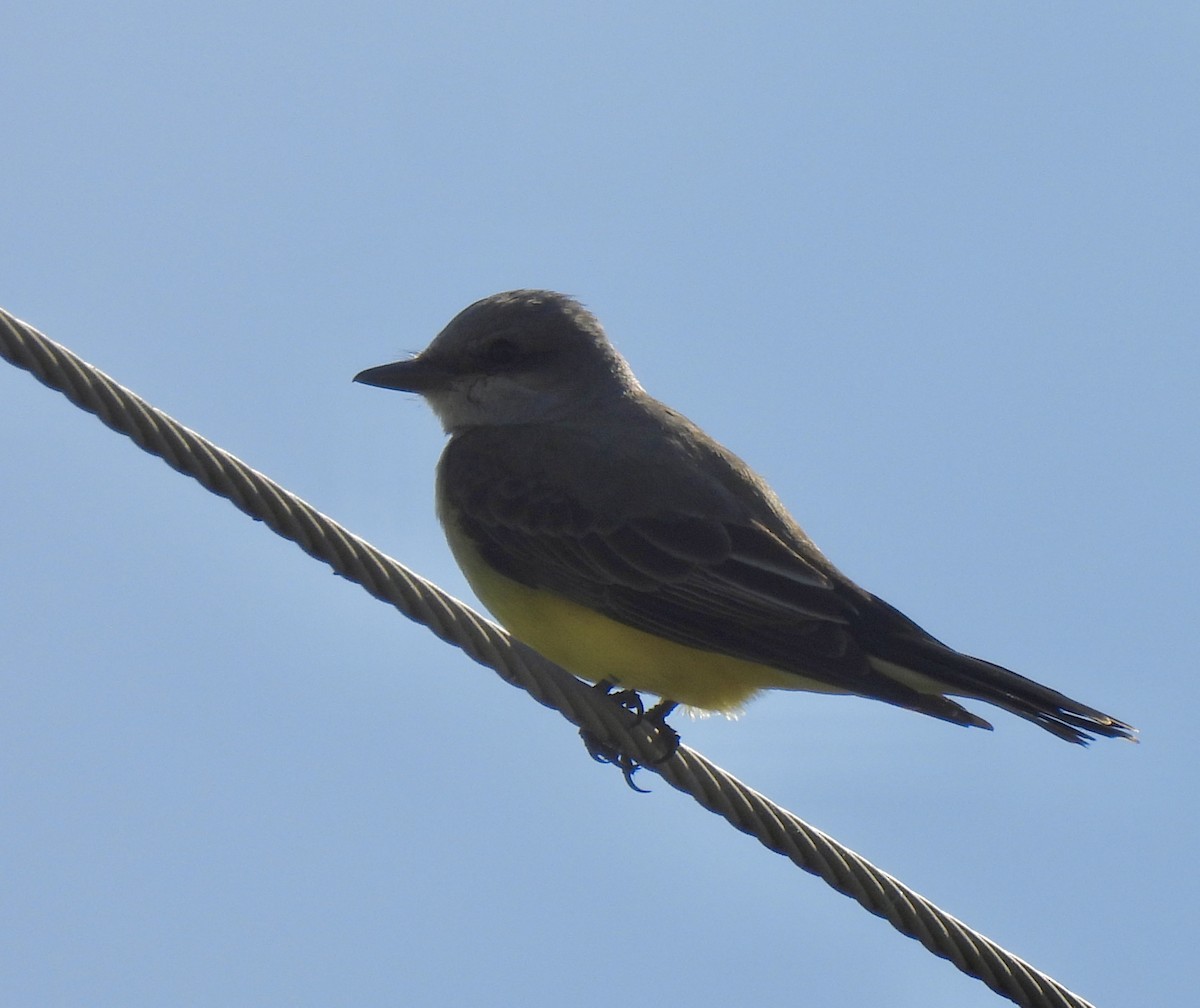 Western Kingbird - ML646848280