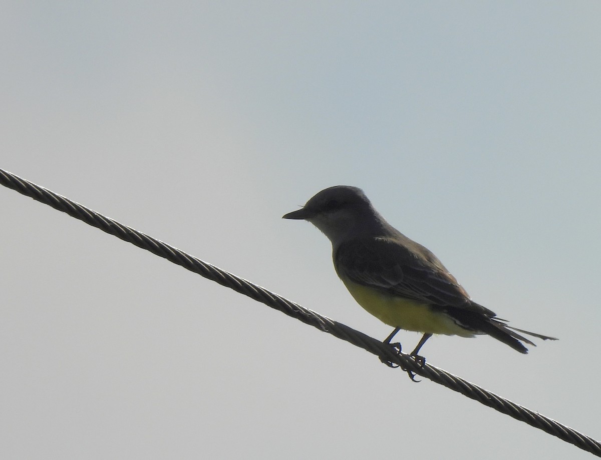 Western Kingbird - ML646848281