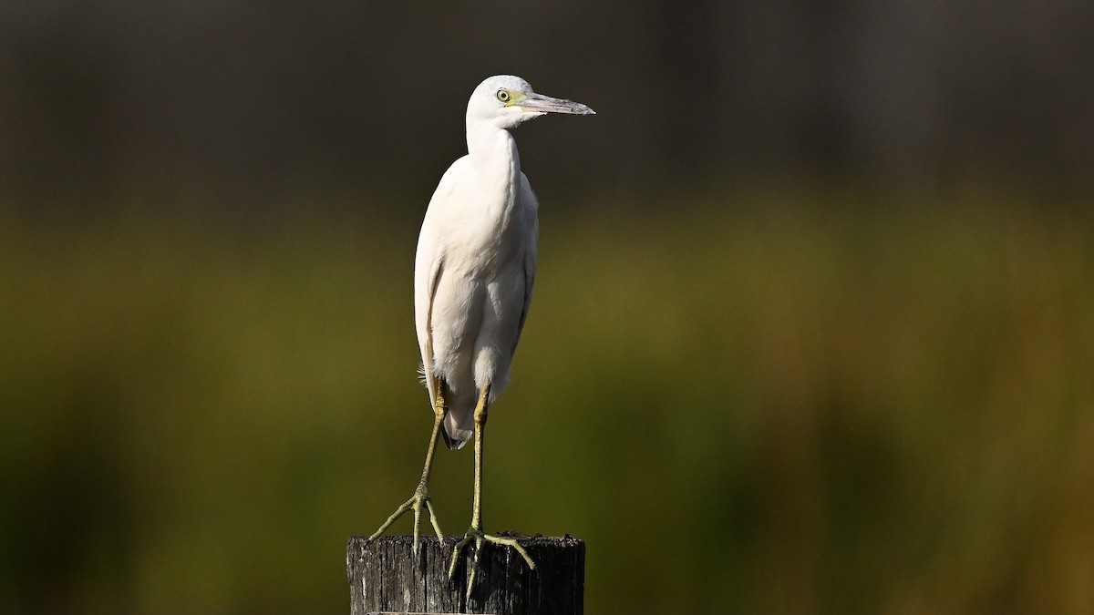 volavka modrošedá - ML646848283