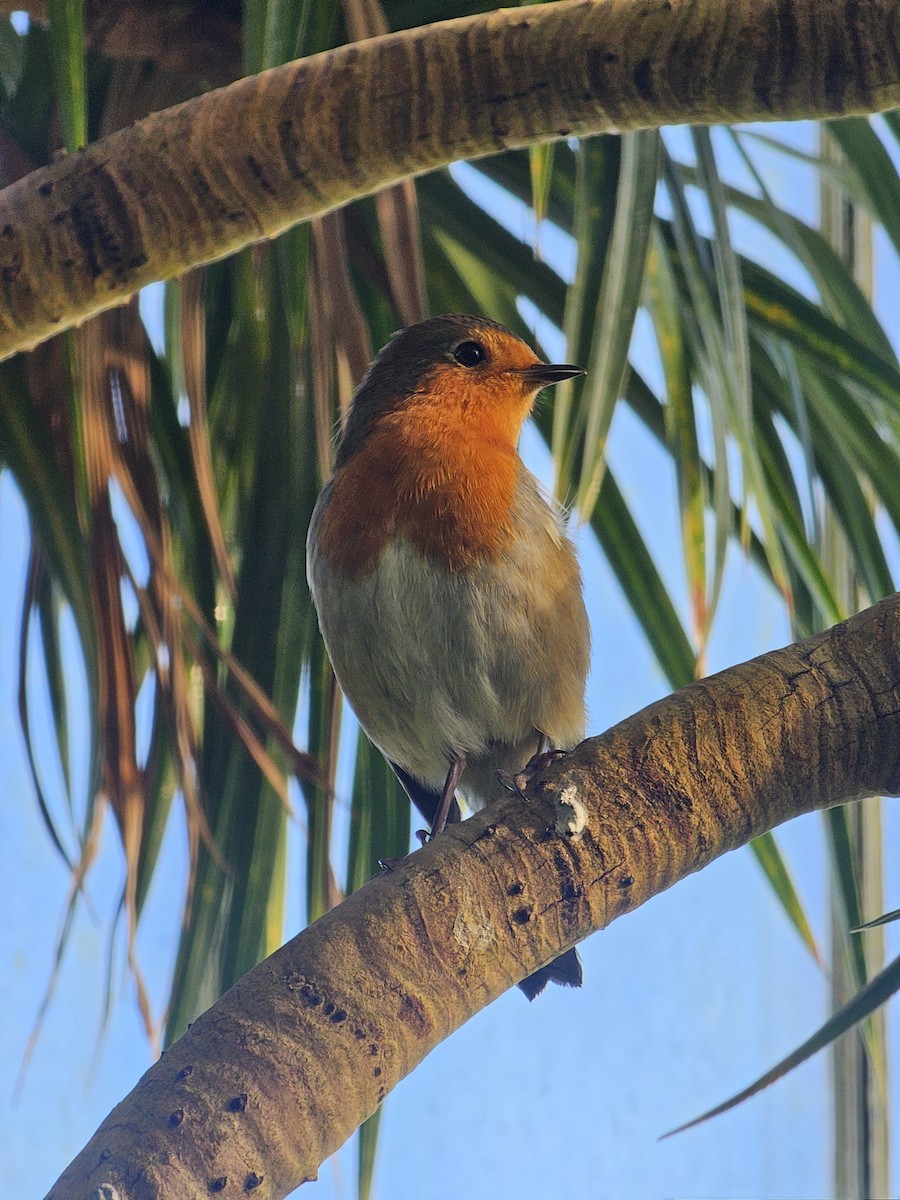 ヨーロッパコマドリ - ML646848284