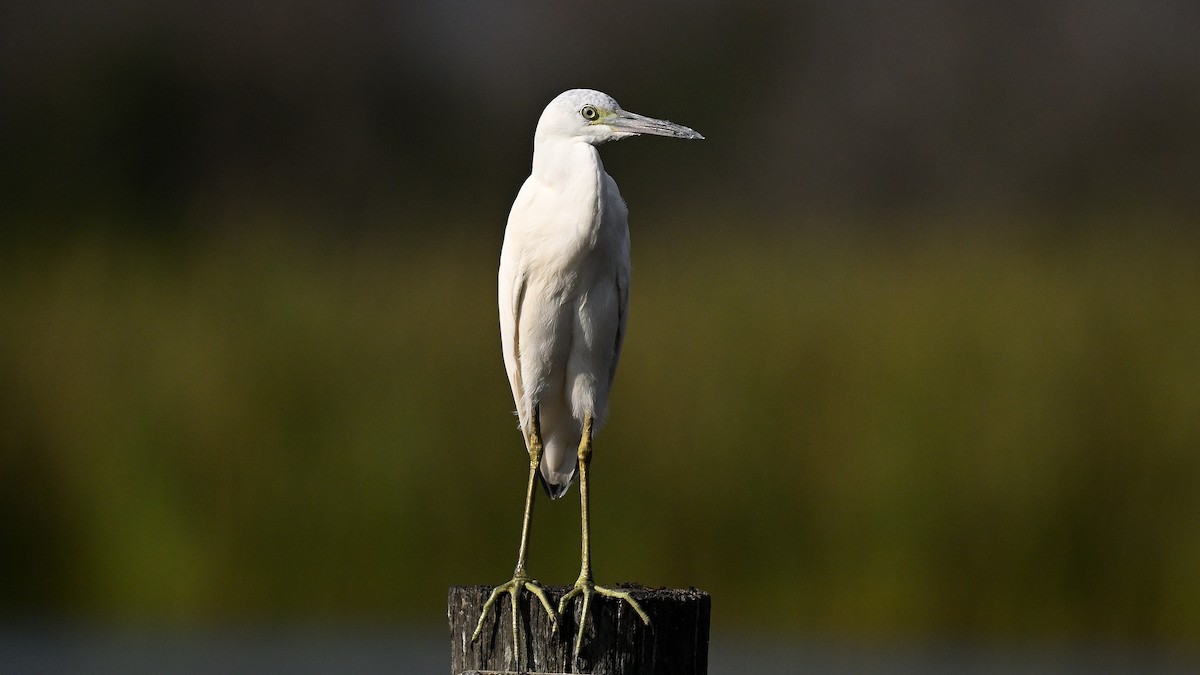 volavka modrošedá - ML646848294