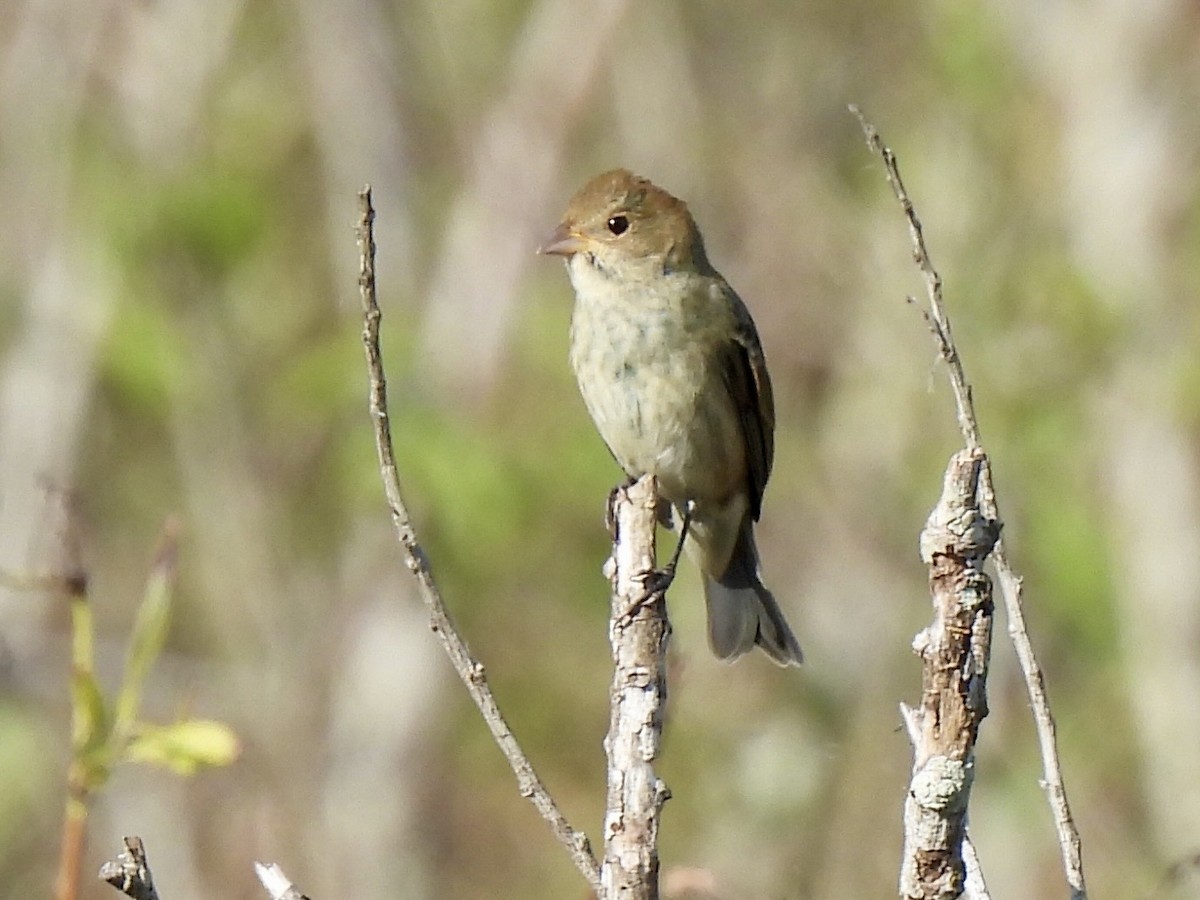 Indigo Bunting - ML646848296