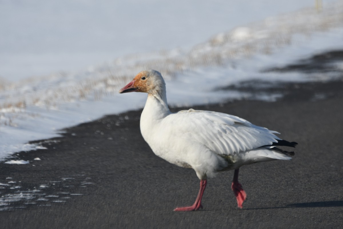 Oca delle nevi - ML646848297