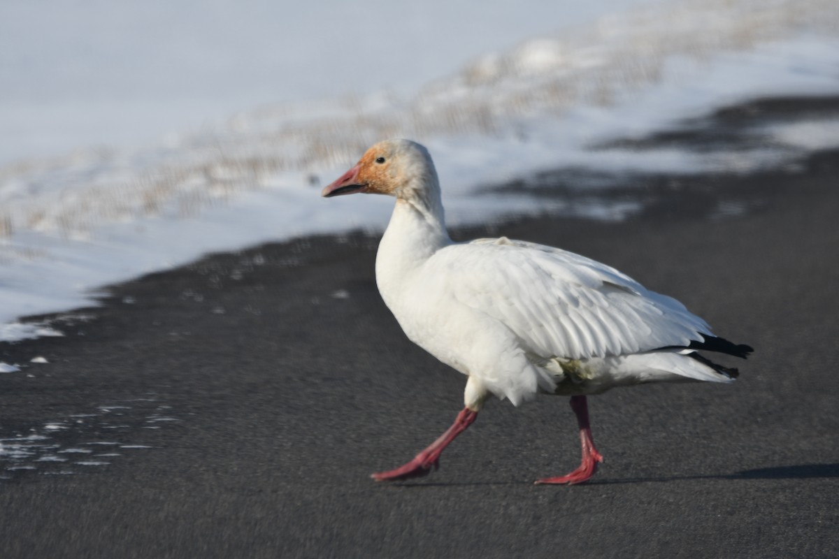 Oca delle nevi - ML646848298