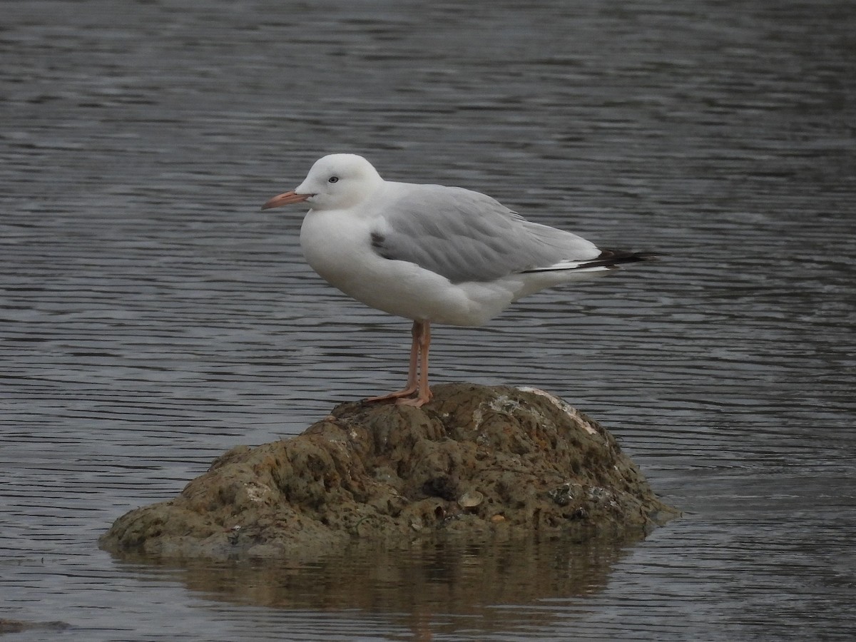 Slender-billed Gull - ML646848301