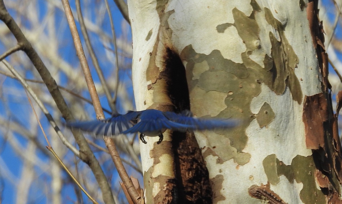 Блакитник східний - ML646848303