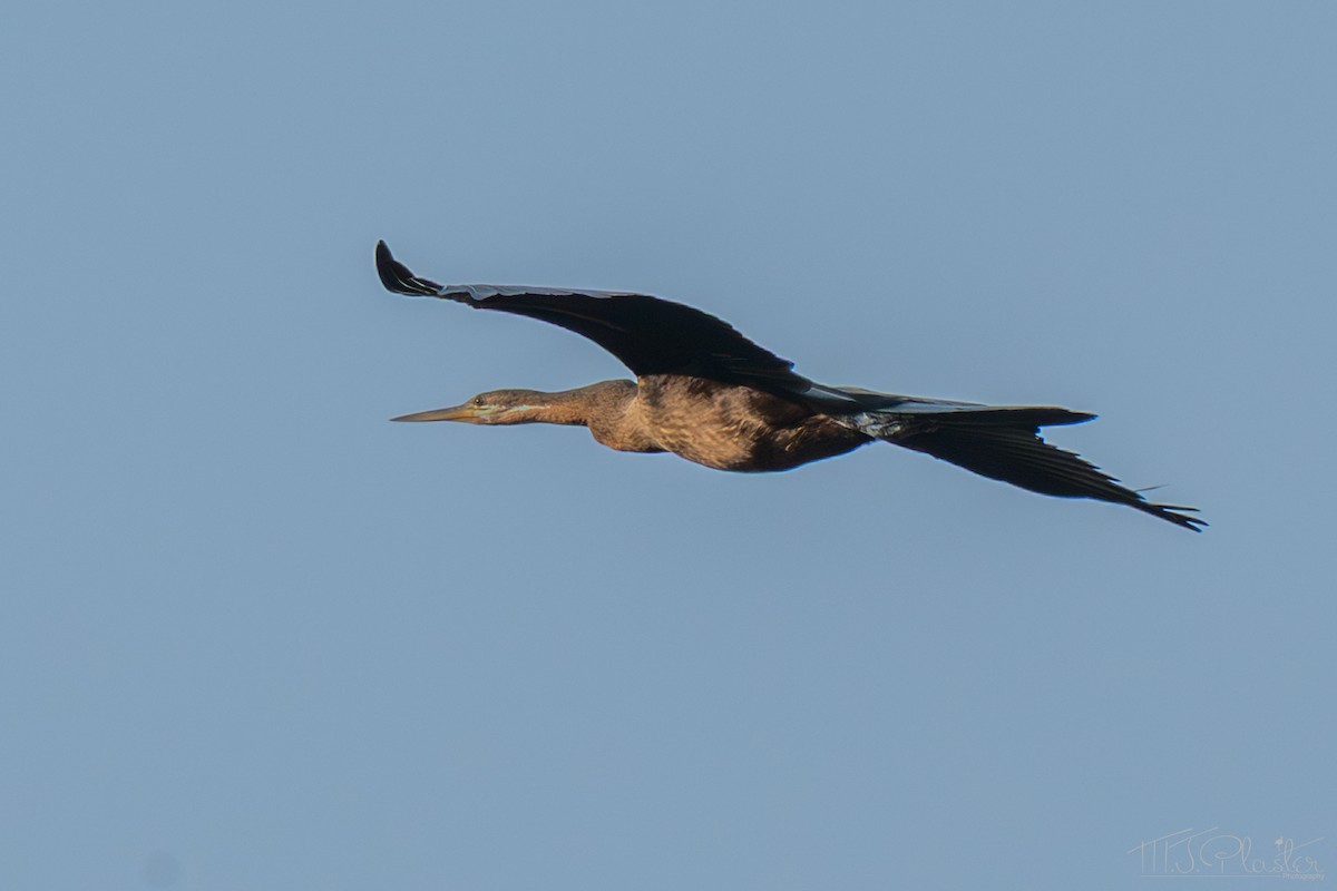 African Darter - ML646848304