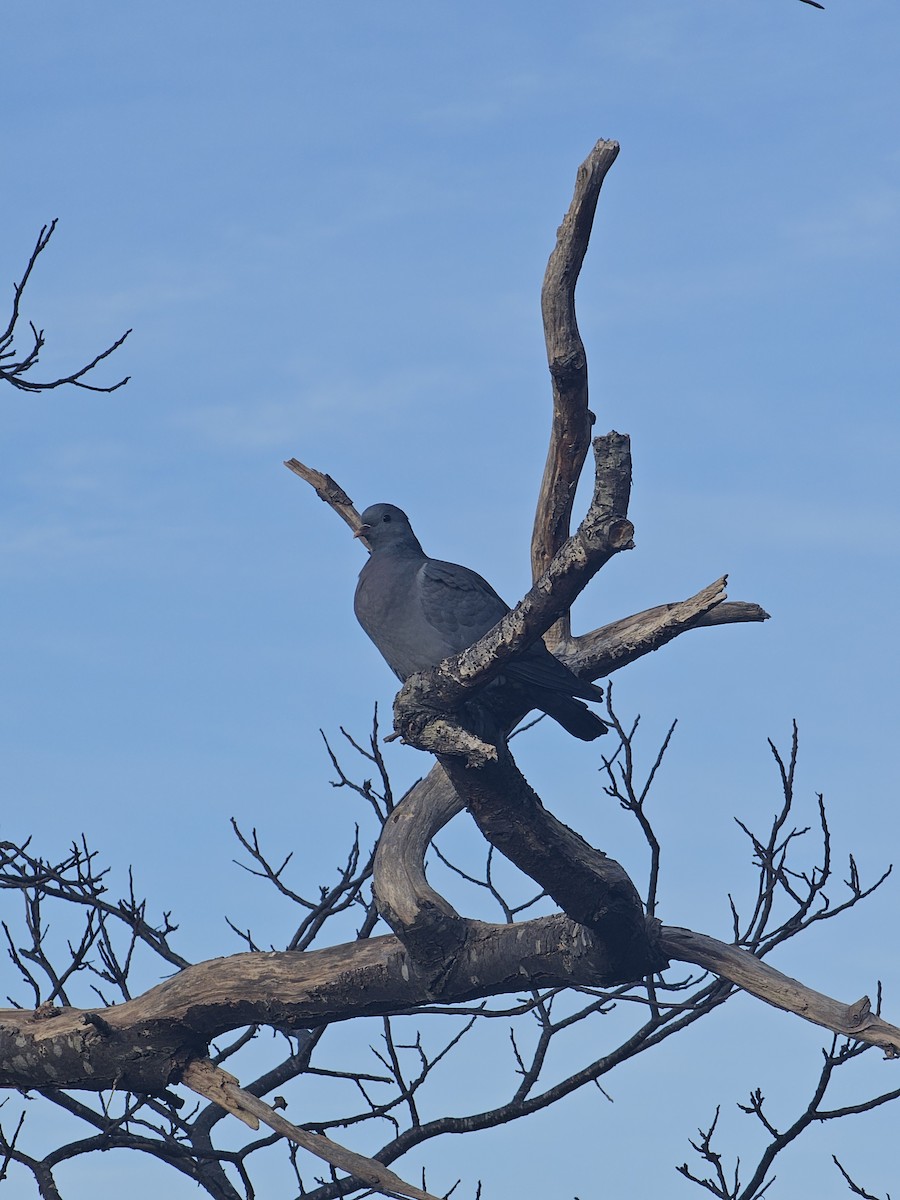 ヒメモリバト - ML646848305