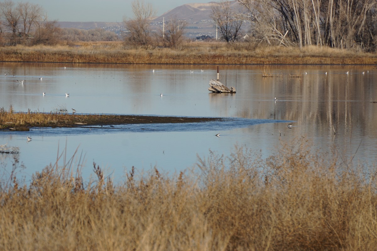Greater Yellowlegs - ML646848306