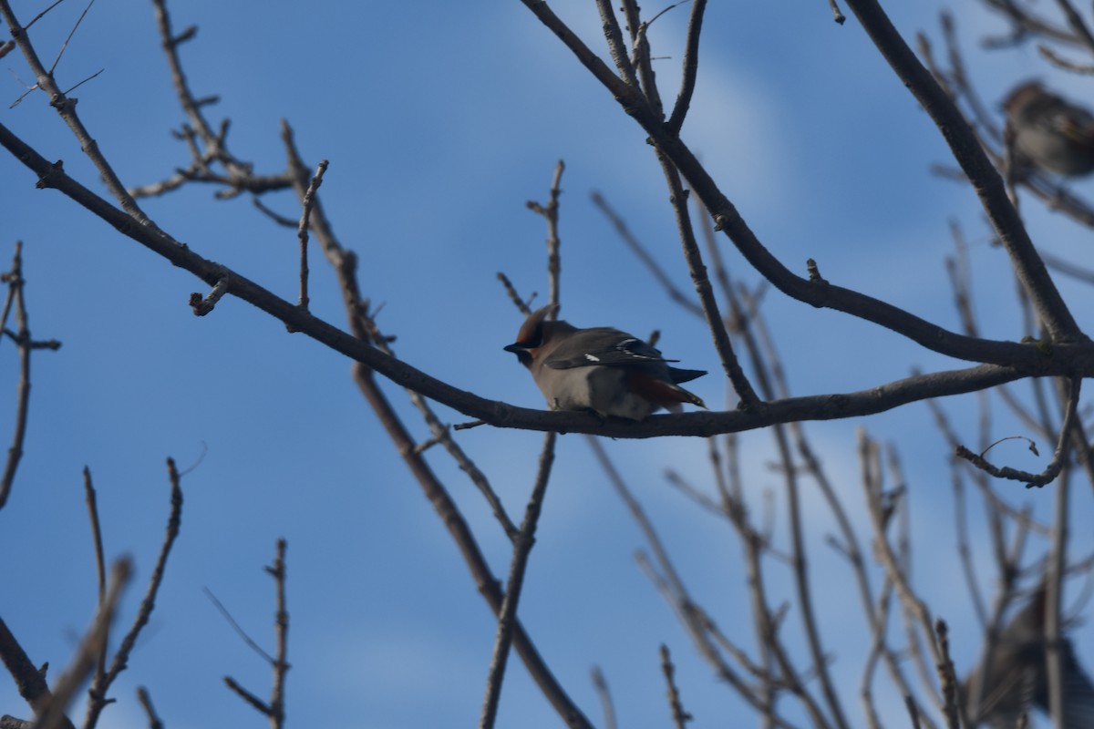 Beccofrusone - ML646848307