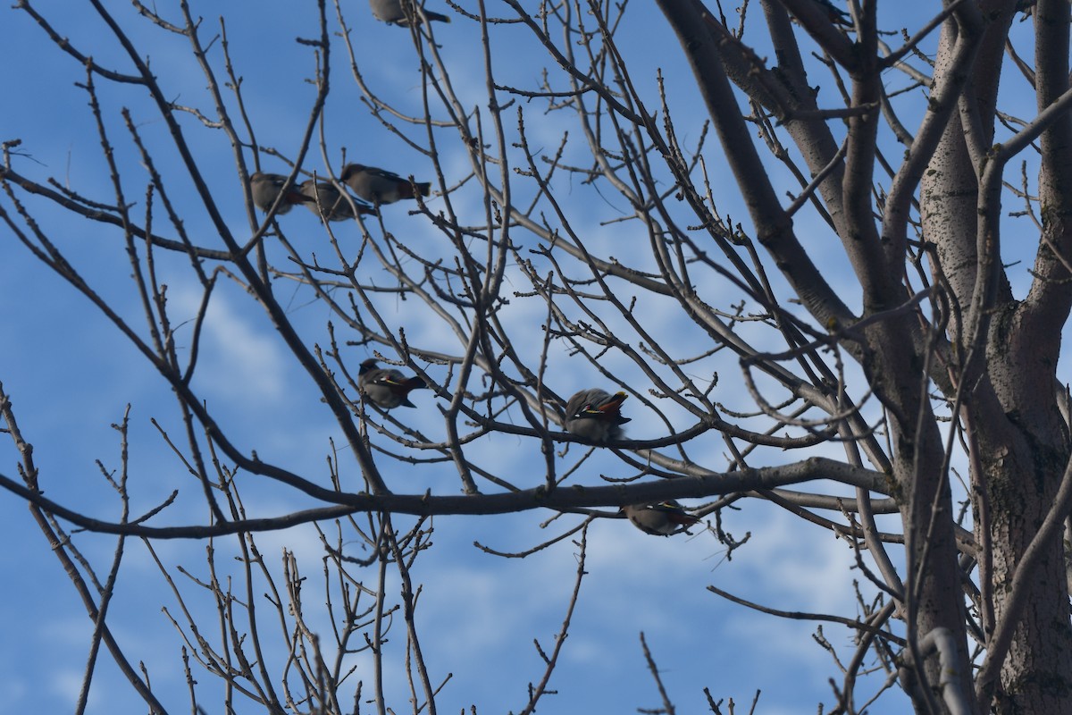 Beccofrusone - ML646848308