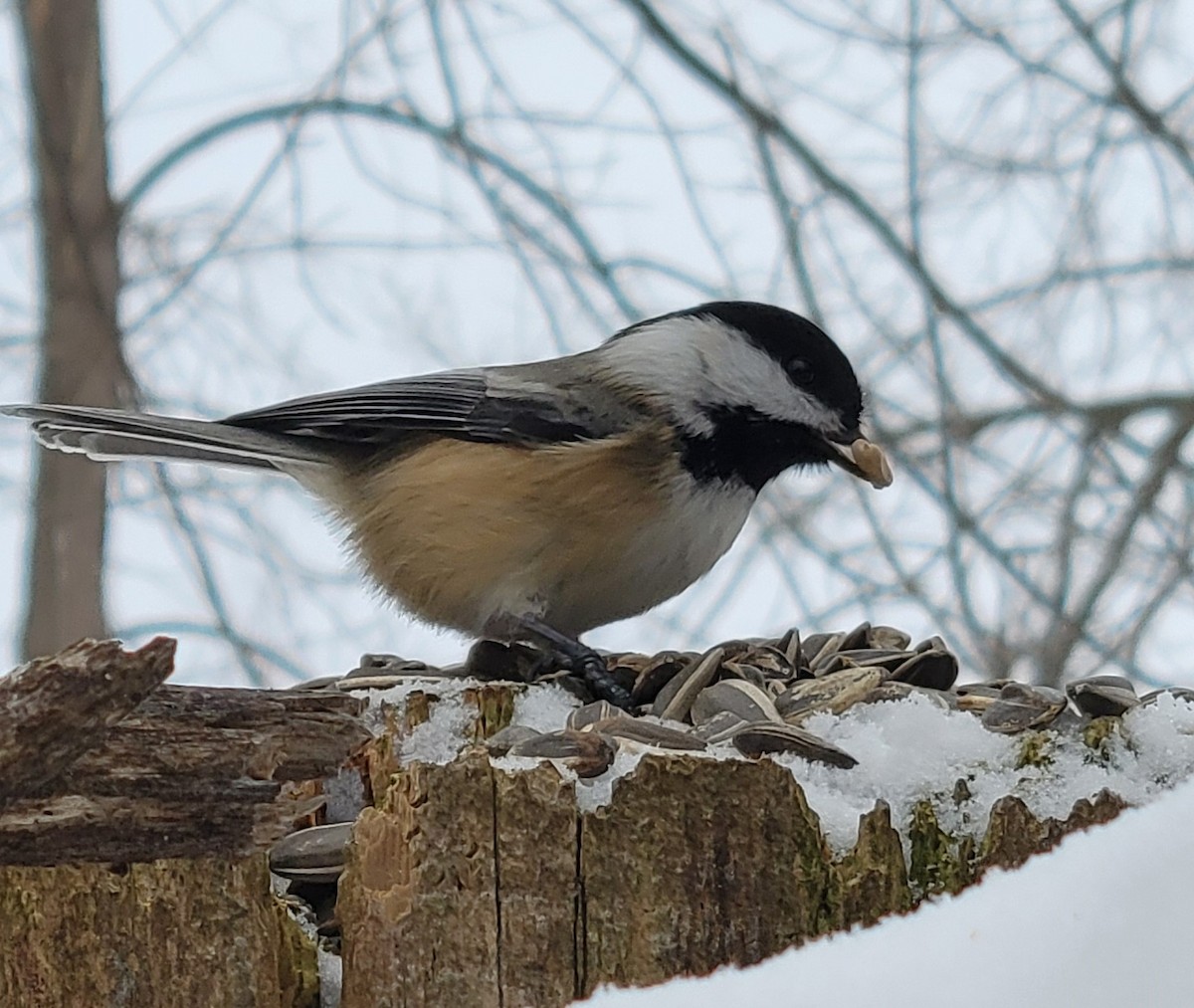 Black-capped Chickadee - ML646848309