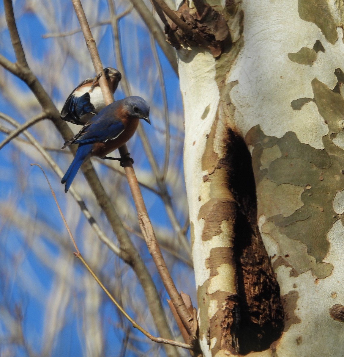 Блакитник східний - ML646848314