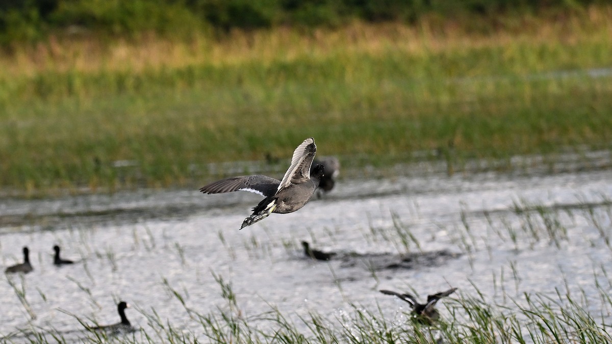 lyska americká - ML646848318