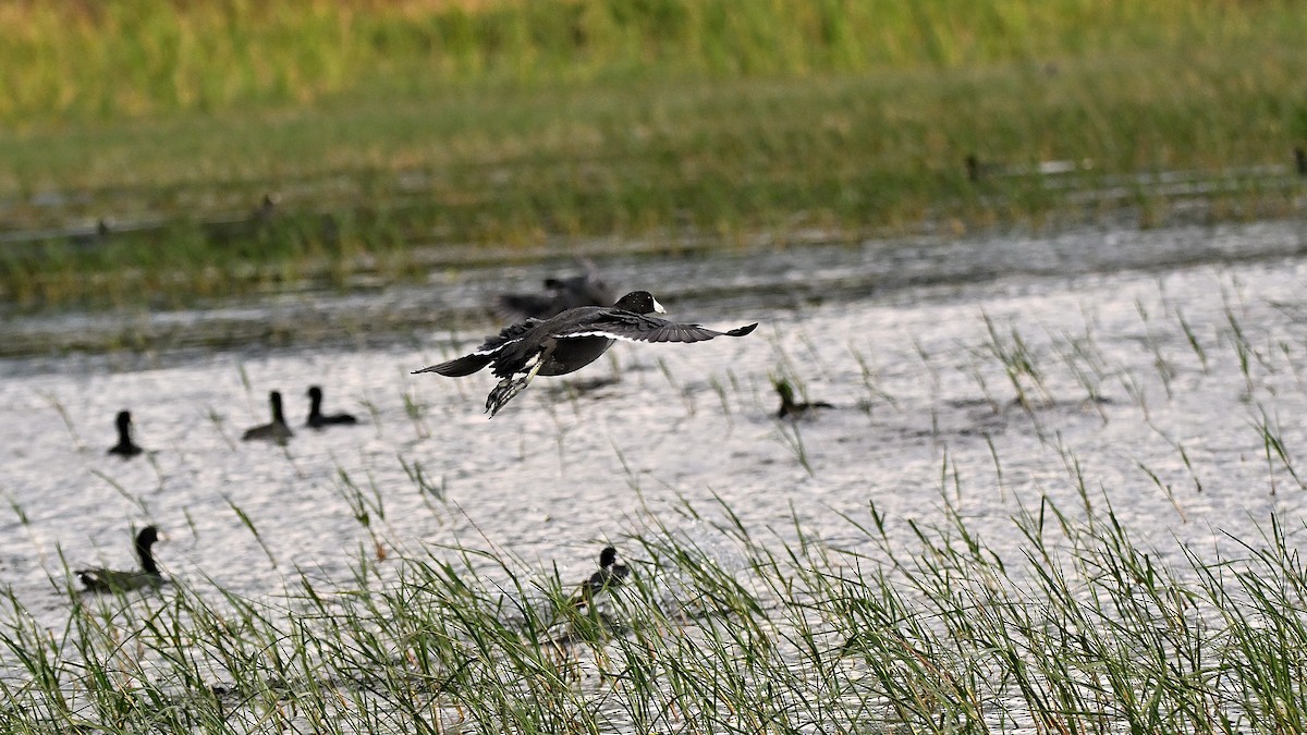 lyska americká - ML646848321